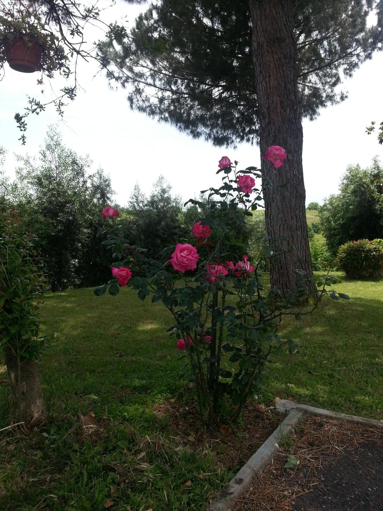 La Finestra Sul Cortile Bed & Breakfast Pomezia Exterior photo